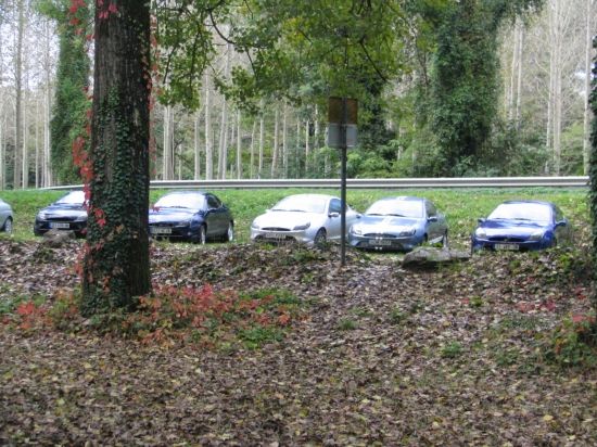 Les f&eacute;lins au fond des bois